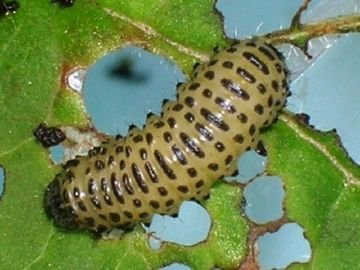 Шкідники городу   шкідливі комахи на городніх расениях