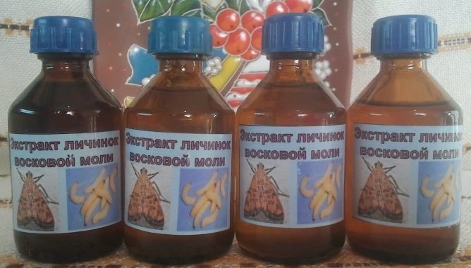 Екстракт воскової молі: відгуки лікарів, застосування, інструкція