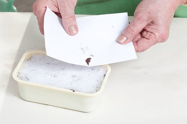 Посадка насіння на розсаду петунії: технологія методів «равлика» і «сніг»