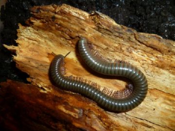 Оливковий кивсяк – домашній улюбленець або злісний ворог