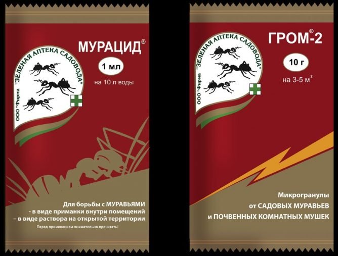Як позбутися від мурашок в городі: огляд способів і коштів