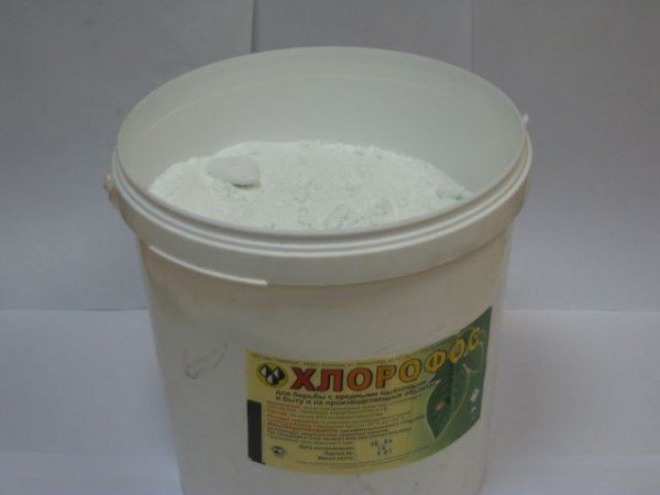 Боротьба з клопами: хімічні і народні методи, заходи безпеки