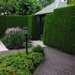 Найпопулярніші сорти туї східної — Біота і Гармонія: характерні особливості та правила догляду