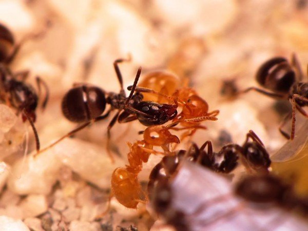 Засіб від мурах у квартирі: народні методи і промислові отрути