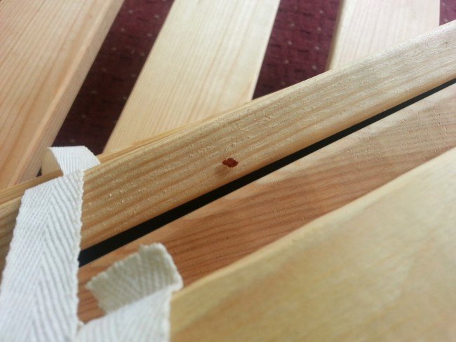 Домашні клопи: ефективна боротьба з шкідником — запорука міцного сну