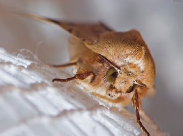 Оголошуємо війну шкідників шавлії: садової козявке, совкам, кліщами і молі