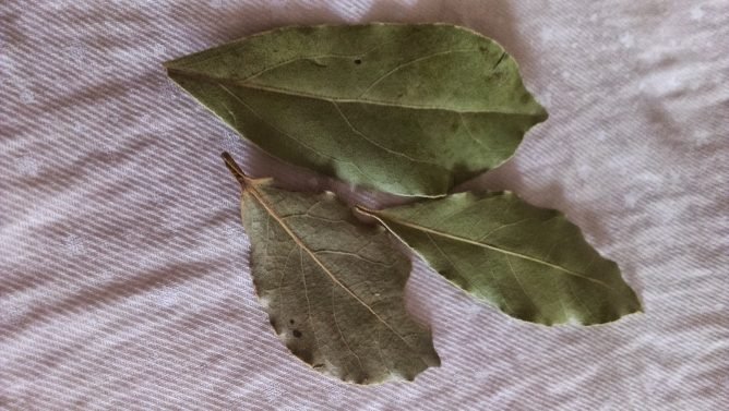 Рудий тарган: як позбутися від гостя