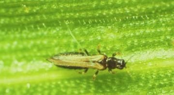 Стеблова галиця та інші шкідники сімейства галиць: опис, як боротися з комахами