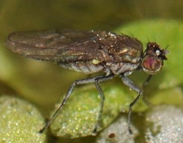 Ефективні заходи боротьби з шкідниками рису: рисовим комариком, прибережної мухою, ячмінним мінером і рисової пьявицей