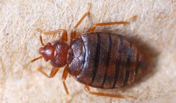 Як позбутися від клопів у міській квартирі і приватному будинку