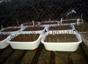 Ягідний чагарник жимолость їстівна: нюанси розмноження, правила посадки і рекомендації по догляду