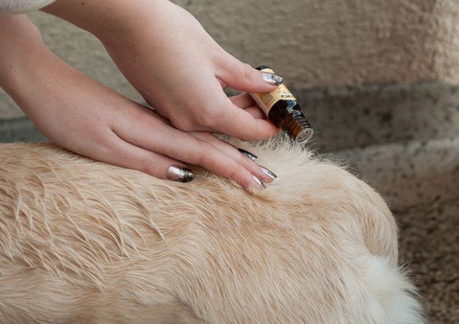 Домашні блохи і способи боротьби з ними раз і назавжди