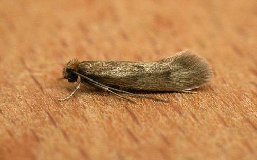 Як вивести моль з квартири – огляд сучасних і народних засобів