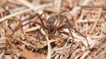 Коричневий павук відлюдник: укус може означати смерть