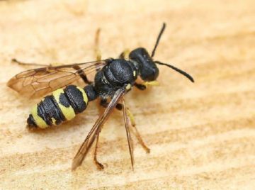 Сколії: паразитуючі оси