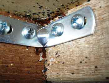 Звідки беруться клопи: шляхи проникнення і супутні фактори