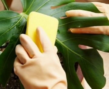 Захист рослин від шкідників: ефективні засоби і правильна обробка