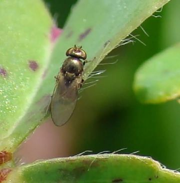 Ефективні заходи боротьби з шкідниками рису: рисовим комариком, прибережної мухою, ячмінним мінером і рисової пьявицей