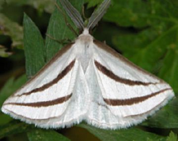 Опис зимової пядуна, пядуна шовкопряда та інших видів. Заходи боротьби з шкідливими гусеницями пядениц