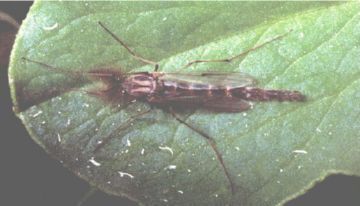 Ефективні заходи боротьби з шкідниками рису: рисовим комариком, прибережної мухою, ячмінним мінером і рисової пьявицей