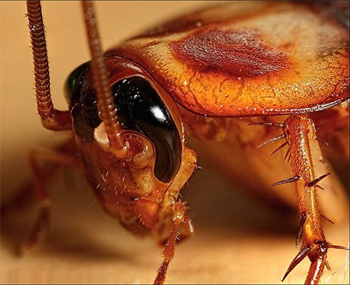 До чого сняться таргани – тлумачення з найпопулярніших джерел