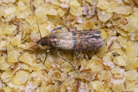 Звідки береться моль – причини появи та види комах