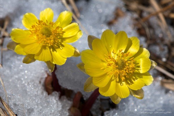 Якими бувають жовті багаторічники: види і сорти рослин, опис та фото з назвами