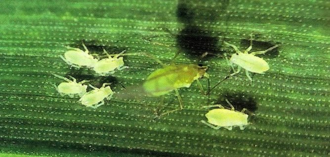 Чим обробити розсаду перців від попелиці