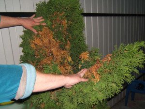 Чому жовтіють туї: природні причини, можливі хвороби і способи їх лікування