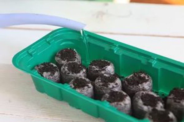 Вирощування розсади петунії в торфяних таблетках: умови посадки і проростання насіння, фото і відео інструкція
