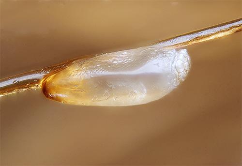 Дихлофос від вошей – принцип дії та способи застосування