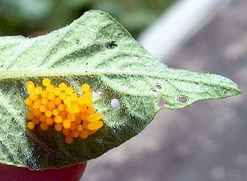 Колорадський жук   опис і методи боротьби з ним