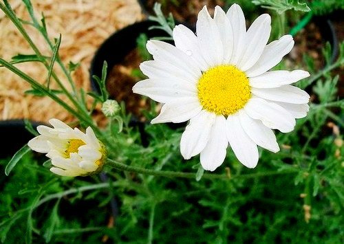 Народні засоби від клопів – гарантоване відлякування паразитів