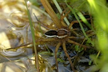 Водяні павуки: спосіб життя та особливості виду