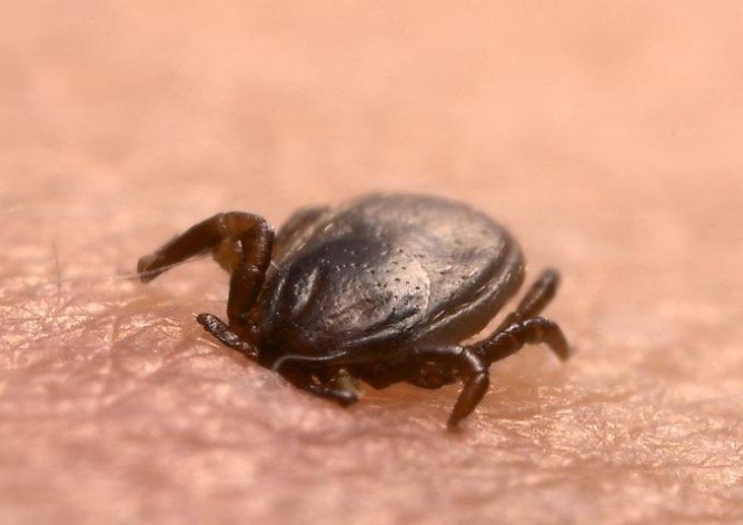 Тайговий кліщ і його небезпека для людини