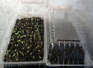 Як правильно садити насіння петунії в гранулах: покрокове керівництво по вирощуванню розсади