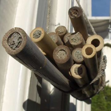 Пчелы осмии: особливості розмноження та розведення