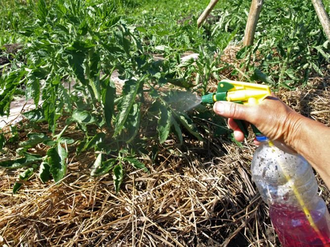 Попелиця на розсаді помідорів: як боротися і чим обробити