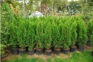 Туя Холмструп: основні характеристики, особливості посадки і рекомендації по догляду