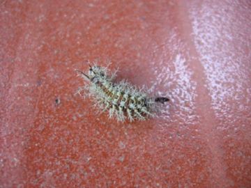 Лономия — смертоносна гусениця