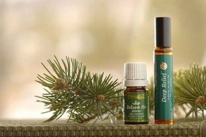 Туя західна Даніка: опис самого красивого і декоративного чагарника для садової ділянки