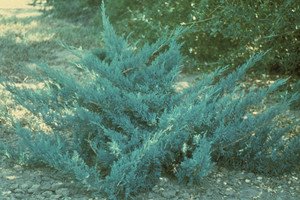 Блакитні ялівці сорти Блю: опис, характеристики й особливості вирощування