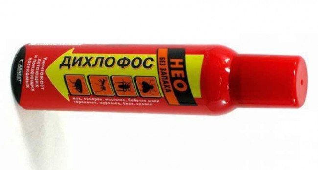 Клопи у квартирі — як врятувати свій будинок від паразитів?