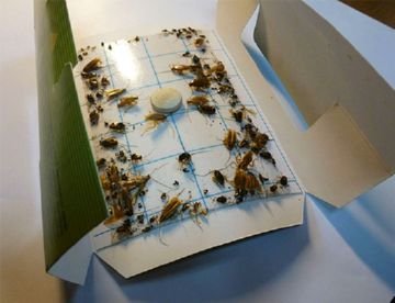 Як зробити якісну та працюючу пастки для тарганів своїми руками