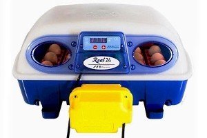 Як виводять курчат в інкубаторі: керівництво по вирощуванню курчат в домашніх умовах, поради птахівників і відео