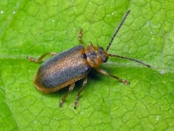 Суничний кліщ і його друзі шкідники суниці