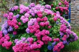 Підгодівля гортензії навесні для цвітіння: особливості удобрення в різний час року
