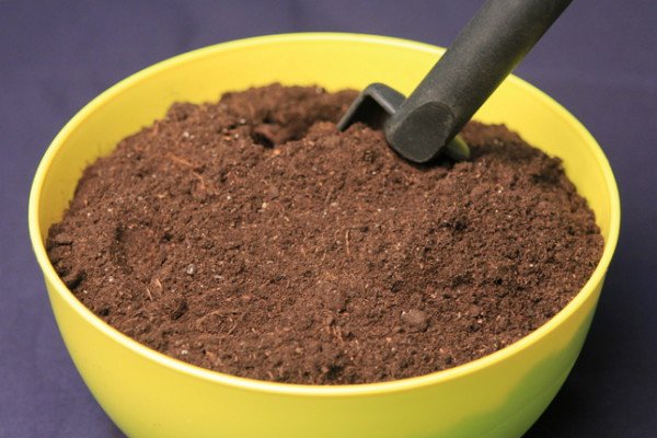 Як правильно садити насіння петунії в гранулах: покрокове керівництво по вирощуванню розсади