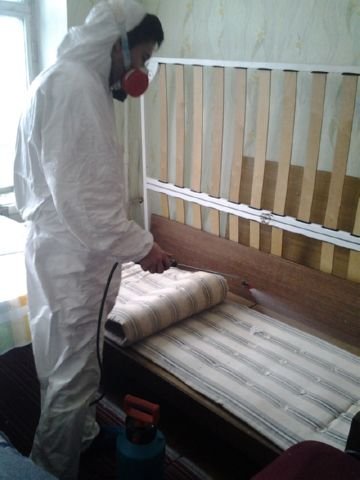 При якій температурі гинуть постільні клопи   відповіді на питання