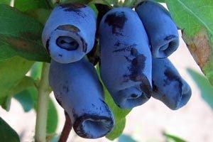 Жимолость для вирощування в Сибіру: опис сортів, рекомендації по посадці і правила по догляду